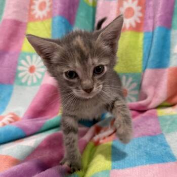 Nova -  Domestic Short Hair Cat for Adoption in NEW PT RICHEY, Florida - Nova | PetCurious