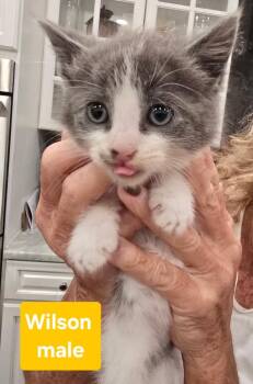 Domestic Short Hair Cats Available for Adoption - Wilson | PetCurious