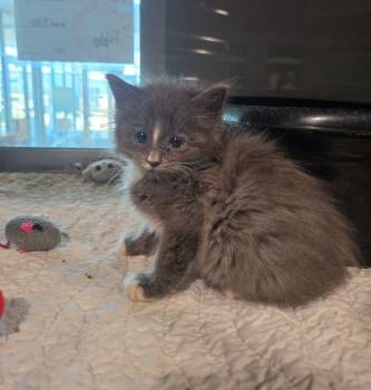 Rescue Domestic Long Hair Cats for Adoption in Wellington, Kansas - Jello | PetCurious
