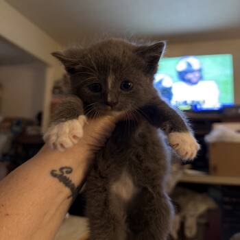 Rescue Domestic Medium Hair Cats for Adoption in Woodstock, Virginia - Amethyst Willingham | PetCurious