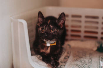 Rescue Domestic Short Hair Cats for Adoption in North Charleston, South Carolina - 87555a - Spirit | PetCurious