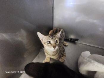 ZOE* -  Domestic Short Hair Cat for Adoption in Santa Cruz, California - ZOE* | PetCurious