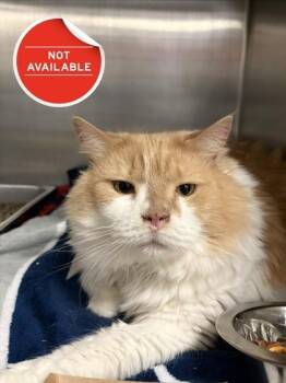 Domestic Long Hair and Domestic Short Hair Cats Available for Adoption in Lowell, Massachusetts - Somersault | PetCurious