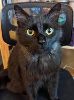 Panther [bonded with Mooshi] -  Domestic Medium Hair Cat for Adoption in Livonia, Michigan - Panther [bonded With Mooshi] | PetCurious