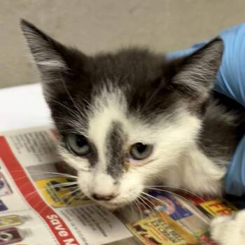 Dani -  Domestic Short Hair Cat for Adoption in Yuma, Arizona - Dani | PetCurious
