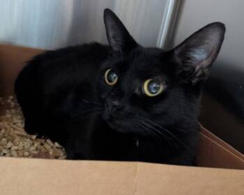 Rescue Domestic Short Hair Cats for Adoption in West Chester, Pennsylvania - Zadie | PetCurious