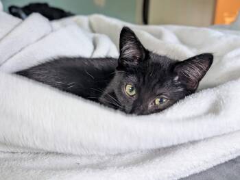 Chrissy, Willow Grove Area, (FCID 6/17/2026-153) -  Domestic Short Hair Cat for Adoption in Greenville, Delaware - Chrissy, Willow Grove Area, (FCID 6/17/2026-153) | PetCurious