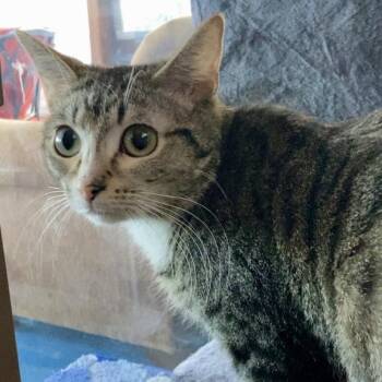 Domestic Short Hair Cats Available for Adoption in Grand Rapids, Minnesota - Novalee | PetCurious