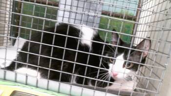 KATO -  Domestic Short Hair Cat for Adoption in Houston, Texas - KATO | PetCurious