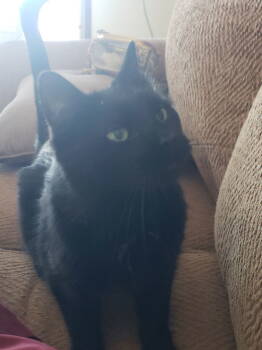 Rescue Domestic Short Hair Cats for Adoption in Minneapolis, Minnesota - Lucy | PetCurious