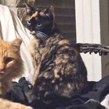 Rescue Domestic Short Hair Cats for Adoption in Houston, Texas - Loona | PetCurious