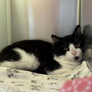 CLOVER -  Domestic Short Hair Cat for Adoption in Boston, Massachusetts - CLOVER | PetCurious