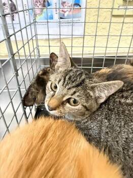 BLOSSOM -  Domestic Short Hair Cat for Adoption in Fort Myers, Florida - BLOSSOM | PetCurious