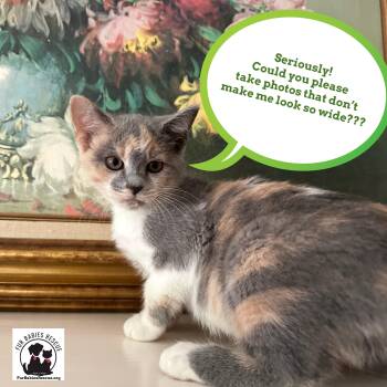 Toodles -  Dilute Calico Cat for Adoption in Hickory, North Carolina - Toodles | PetCurious