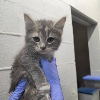 Watermelon -  Domestic Short Hair Cat for Adoption in Clanton, Alabama - Watermelon | PetCurious
