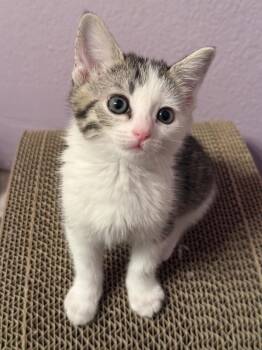 Zoomie Wigglet -  Domestic Short Hair and Tabby Cat for Adoption in Chandler, Arizona - Zoomie Wigglet | PetCurious