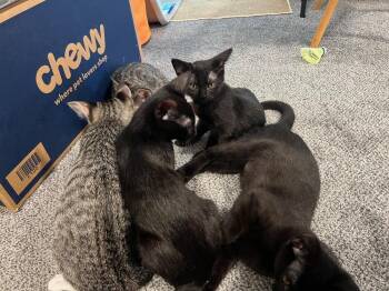Marcia -  Domestic Short Hair Cat for Adoption in Hudson, New Hampshire - Marcia | PetCurious