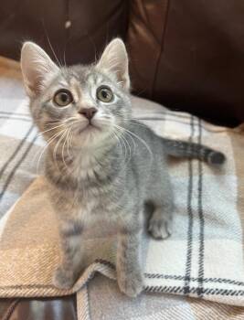 Karoo -  Tabby Cat for Adoption in San Juan Capistrano, California - Karoo | PetCurious