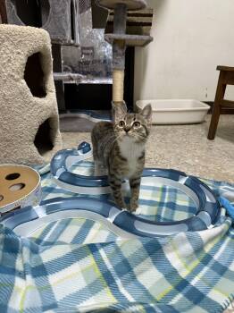 Tilly -  Domestic Short Hair Cat for Adoption in Hendersonville, Tennessee - Tilly | PetCurious