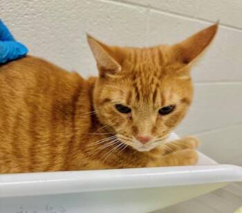 Rescue Domestic Short Hair Cats for Adoption in Derwood, Maryland - Mango | PetCurious