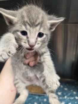 GARNET -  Domestic Short Hair Cat Available for Adoption in Casper, Wyoming - GARNET | PetCurious