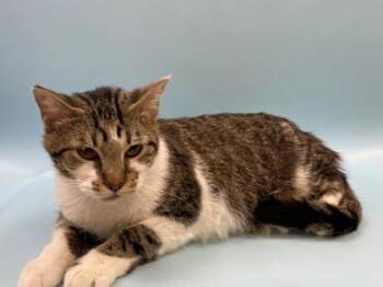 Thelma -  Domestic Short Hair Cat for Adoption in Woodbury, Minnesota - Thelma | PetCurious