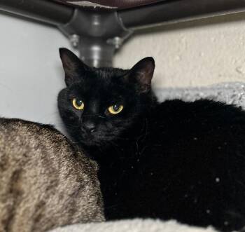 Domestic Short Hair Cats Available for Adoption in Fruit Heights, Utah - Princess | PetCurious