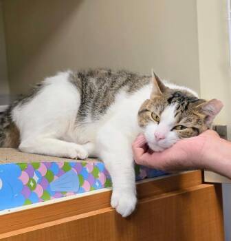 Fizzy -  Domestic Short Hair Cat for Adoption in Bloomington, Indiana - Fizzy | PetCurious