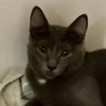Dorian - Handsome Russian Fella -  Russian Blue Cat for Adoption in Hoquiam, Washington - Dorian - Handsome Russian Fella | PetCurious