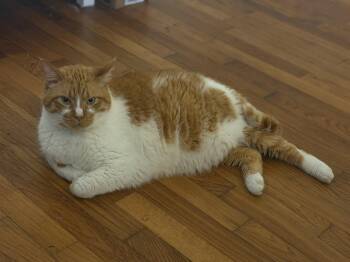 Biscuit -  Domestic Short Hair Cat for Adoption in Mount Pleasant, South Carolina - Biscuit | PetCurious