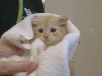 COPPER -  Domestic Short Hair Cat for Adoption in Sacramento, California - COPPER | PetCurious