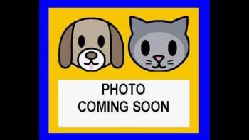Domestic Short Hair Cats Available for Adoption in San Antonio, Texas - KATE | PetCurious