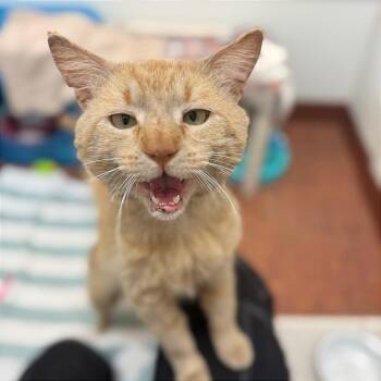 Mango -  Domestic Short Hair Cat for Adoption in Glenwood Springs, Colorado - Mango | PetCurious