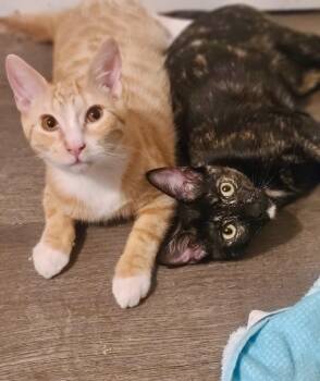 Goliath and Calypso, adorable brother sister -  American Shorthair and Tabby Cat for Adoption in Mission Viejo, California - Goliath And Calypso, Adorable Brother Sister | PetCurious