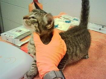 DONALD -  Domestic Short Hair Cat for Adoption in Indianapolis, Indiana - DONALD | PetCurious
