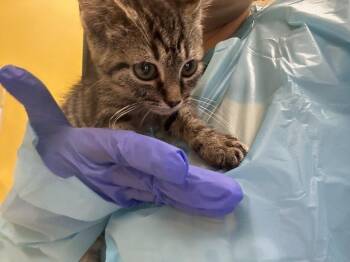 Maetta -  Domestic Short Hair Cat for Adoption in Raleigh, North Carolina - Maetta | PetCurious