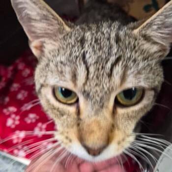 Domestic Short Hair Cats Available for Adoption in Edwardsville, Illinois - Sir Pentious | PetCurious