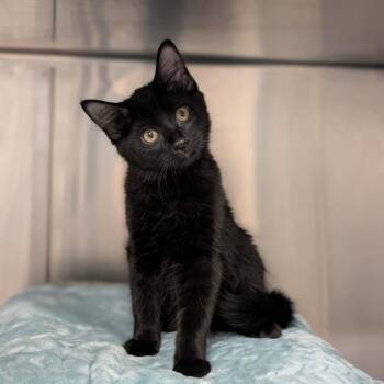 Tiddlywinks -  Domestic Short Hair Cat for Adoption in Spokane, Washington - Tiddlywinks | PetCurious