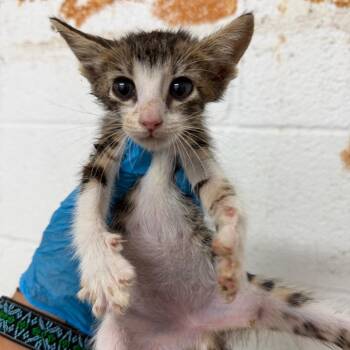 Tru -  Domestic Short Hair Cat for Adoption in Edinburg, Texas - Tru | PetCurious