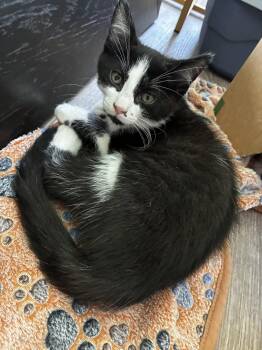 Domestic Short Hair Cats Available for Adoption in Greenville, Delaware - Sprout, Willow Grove Area, (FCID 05/06/2026-139) | PetCurious
