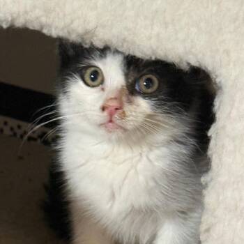 Cyrus -  Domestic Short Hair Cat for Adoption - Cyrus | PetCurious