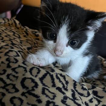 Rescue Tuxedo Cats for Adoption in Parkland, Florida - Layla | PetCurious