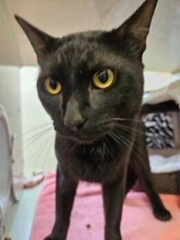 Yuzu -  Domestic Short Hair Cat for Adoption in Schenectady, New York - Yuzu | PetCurious
