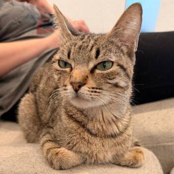 Domestic Short Hair Cats Available for Adoption in San Antonio, Texas - Delphine | PetCurious