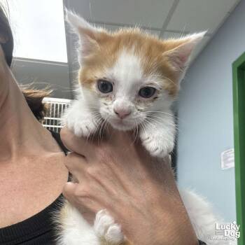 Izaiah -  Domestic Short Hair Cat for Adoption in Washington, District Of Columbia - Izaiah | PetCurious