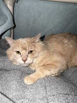 MANTIS -  Domestic Short Hair Cat for Adoption in Omaha, Nebraska - MANTIS | PetCurious