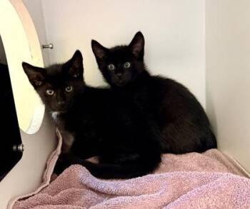 Cassian -  Domestic Short Hair Cat for Adoption in Fairfax, Virginia - Cassian | PetCurious