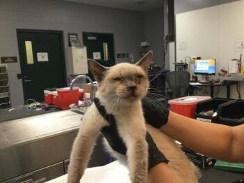 A1926137 -  Domestic Short Hair Cat for Adoption in Thousand Palms, California - A1926137 | PetCurious
