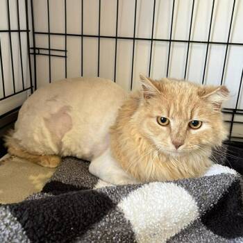 Domestic Long Hair Cats Available for Adoption in Candler, North Carolina - Hopper | PetCurious