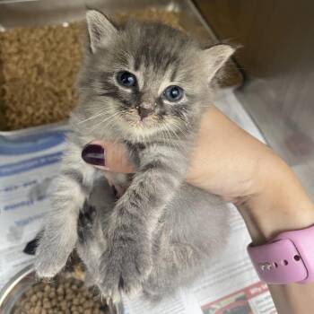 Laurel -  Domestic Short Hair Cat for Adoption in Corpus Christi, Texas - Laurel | PetCurious